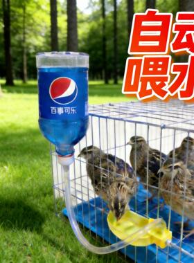 自动饮水器鹌鹑喂水器小鸟喂水碗鸽子喂水鹦鹉喂水矿泉水瓶喂水器