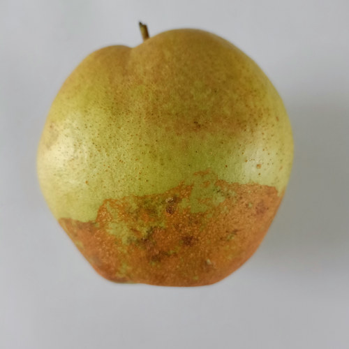 隰县玉露香梨 9月18号新梨上架，敬请期待。