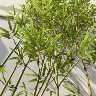 仿生竹子装 仿真竹子造景 饰假竹子仿真竹子植物隔断挡墙餐厅新中式