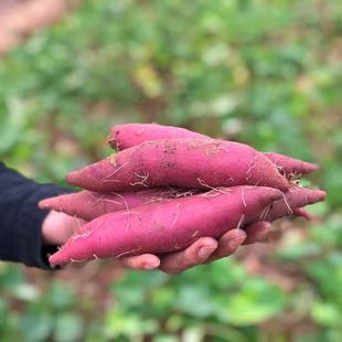 海南澄迈桥头正宗现挖红薯番薯红苕新鲜果蔬 精品鸣门金时地瓜