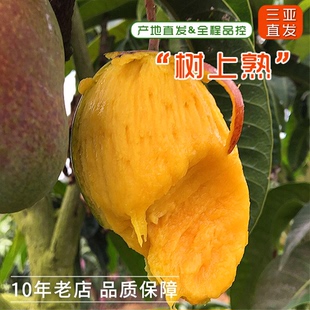 树上熟贵妃芒果 海南三亚新鲜水果红金龙自然熟当季现摘青5斤包邮