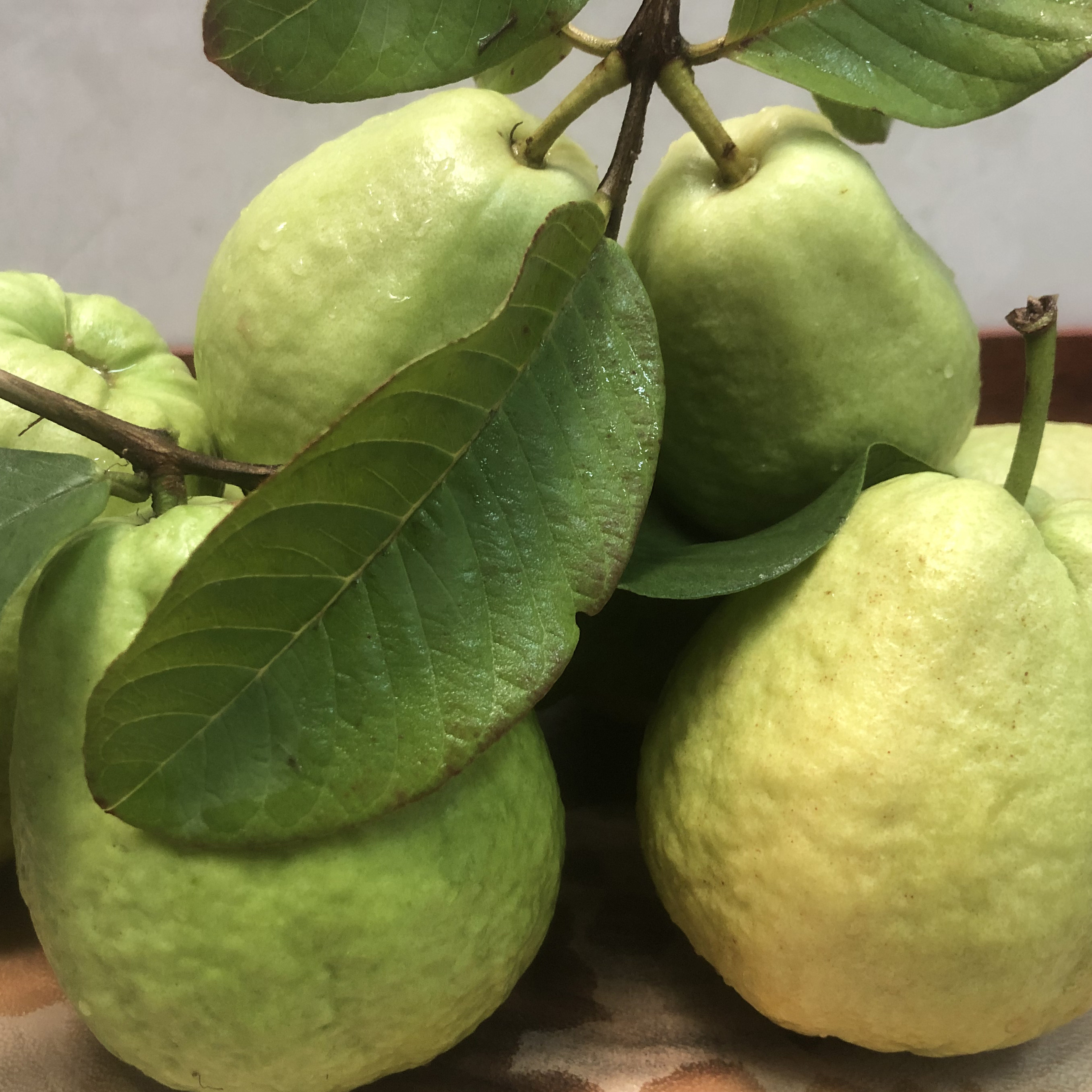 广东潮汕芭乐汕头澄海番石榴木仔清脆酸甜自家果园现摘直发包邮