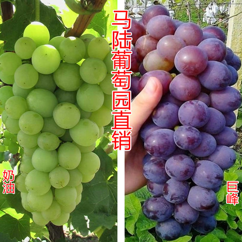 马陆老李葡萄园自产自销