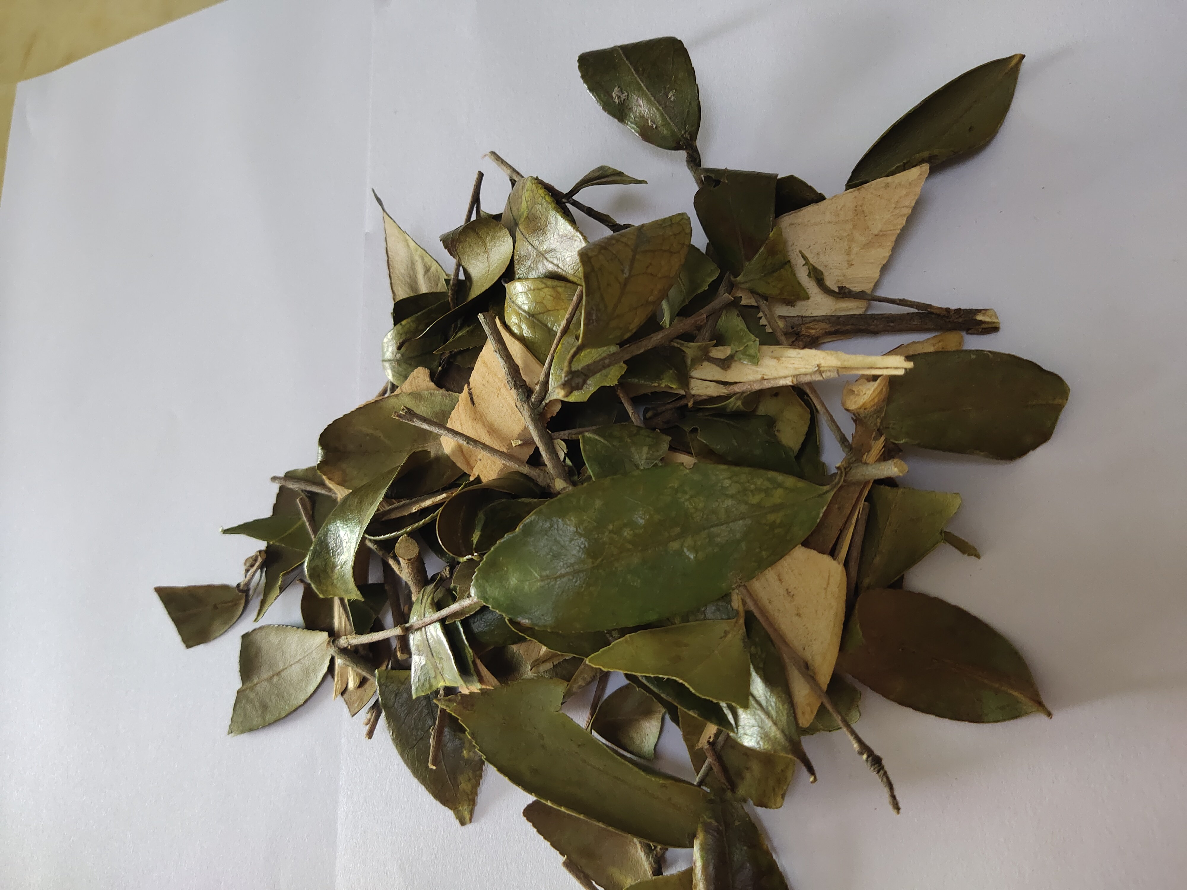 外洗泡澡中草药山茶树枝叶 山茶树叶山茶叶 山茶油枝叶山茶油树叶