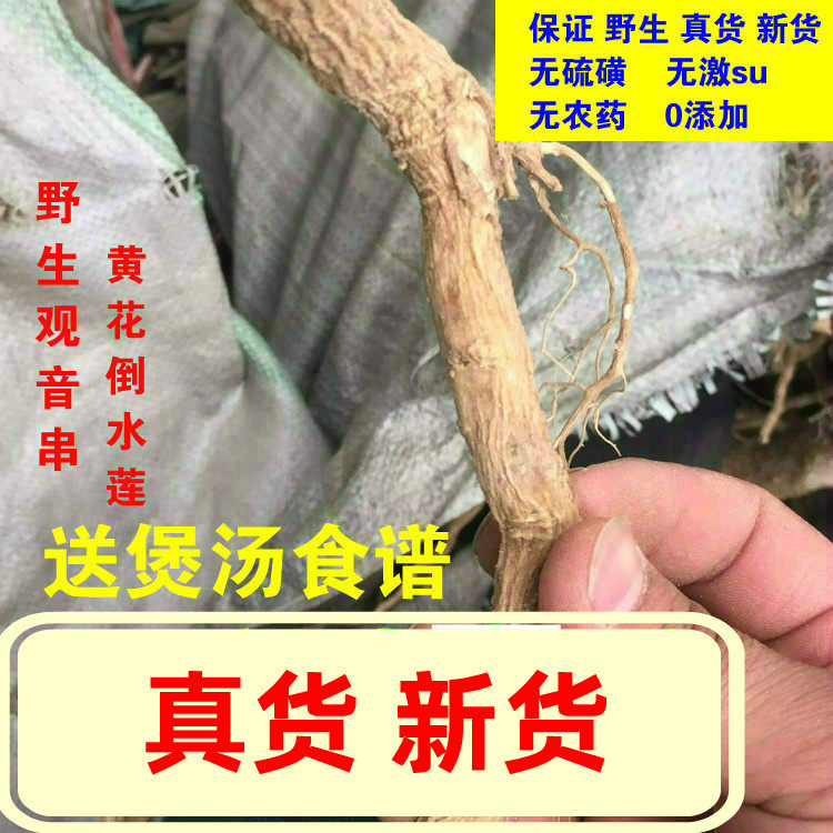 野生倒吊黄根黄花倒水莲黄花大远志观音串倒吊王黄花参黄花倒水连