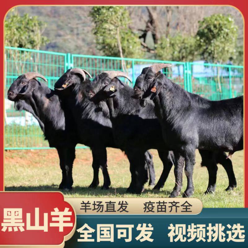 黑山羊活羊努比亚黑山羊活苗羊小羊羔活体怀孕母羊种公羊养殖