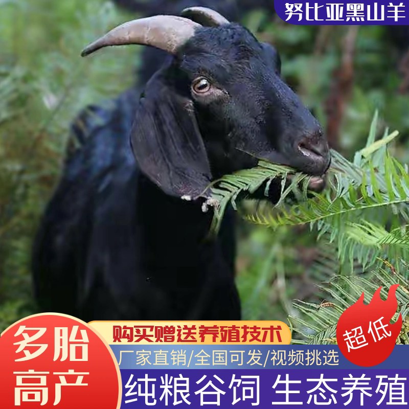 努比亚黑山羊小羊活苗努比亚黑山羊活羊怀孕母羊配种公羊养殖技术