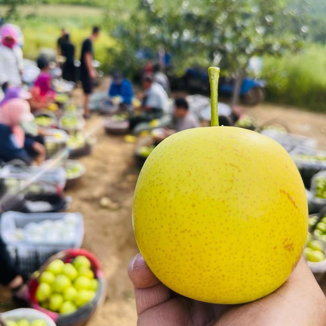 东北辽宁冰糖状元梨润肺止咳2025脆甜多汁现摘现发自产自销