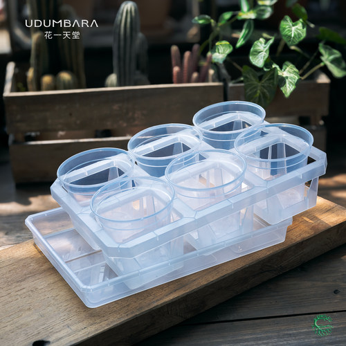 透明蝴蝶兰圆形盆6格托架组合