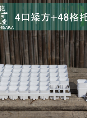 迷你4口矮方多肉花盆塑料48格托架浸盆接水托盘育苗播种阳台控养