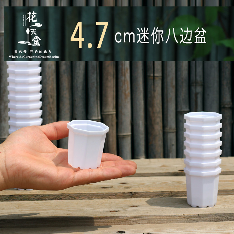 4.7cm迷你多肉八边塑料盆肉锥灯泡毛汉尼生石花大棚播种育苗花盆