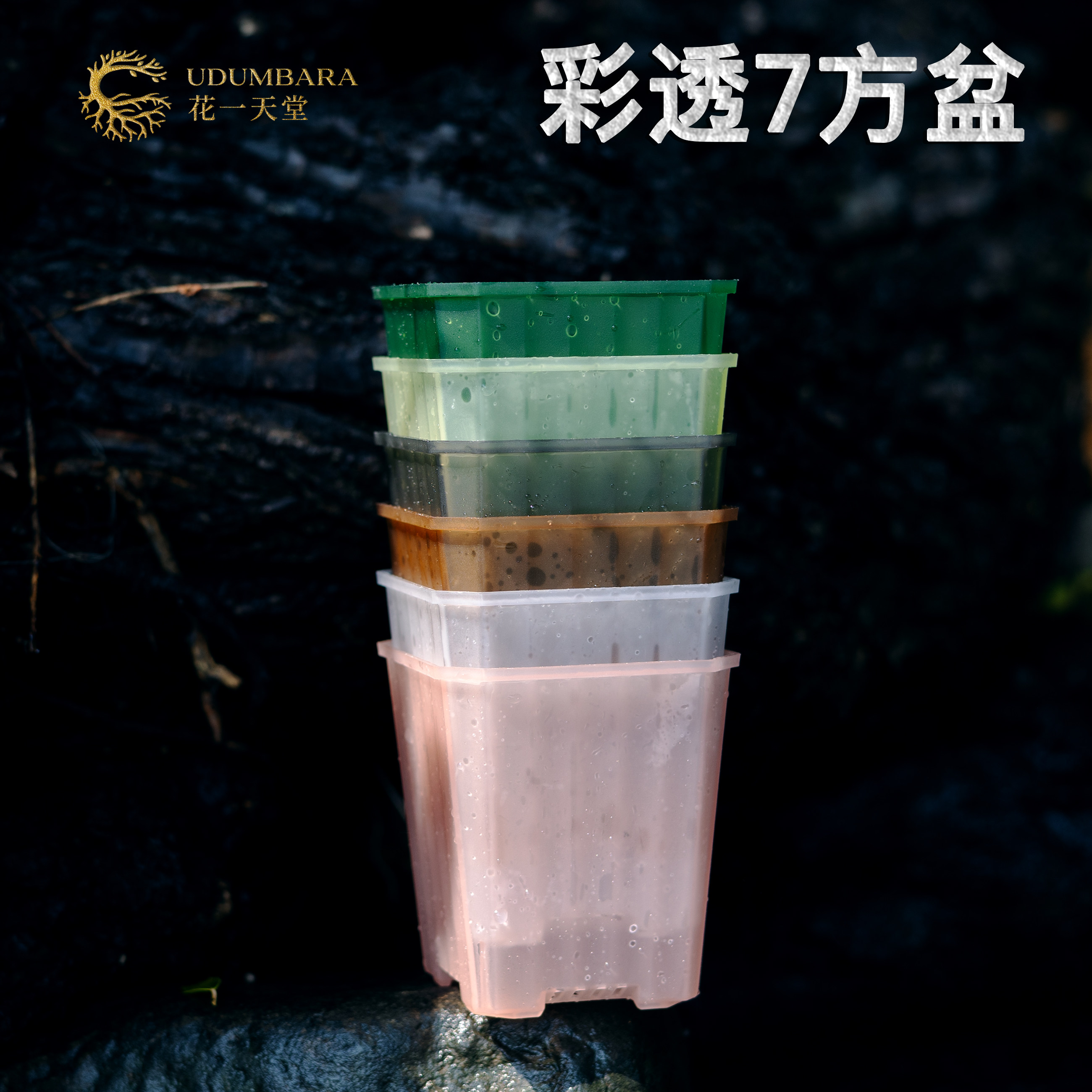 花一天堂半透明7cm方多肉花盆图片