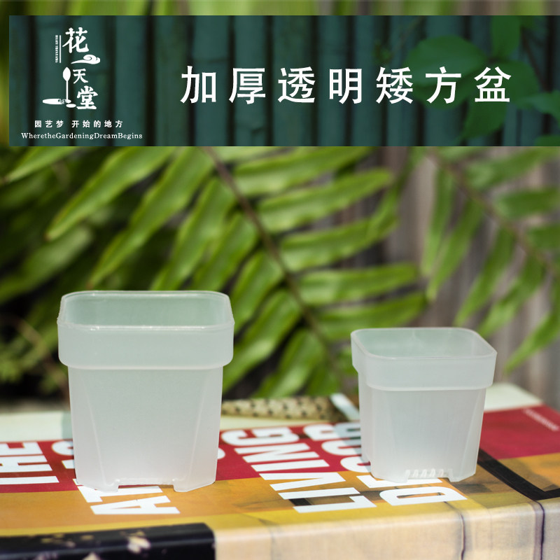 加厚透明多肉花盆塑料矮方小口迷你阳台控养景天肉锥生石花毛汉尼,鲜花速递/花卉仿真/绿植园艺,花盆,淘宝优惠券,粉丝福利购,淘宝优惠卷