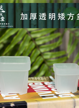 加厚透明多肉花盆塑料矮方小口迷你阳台控养景天肉锥生石花毛汉尼