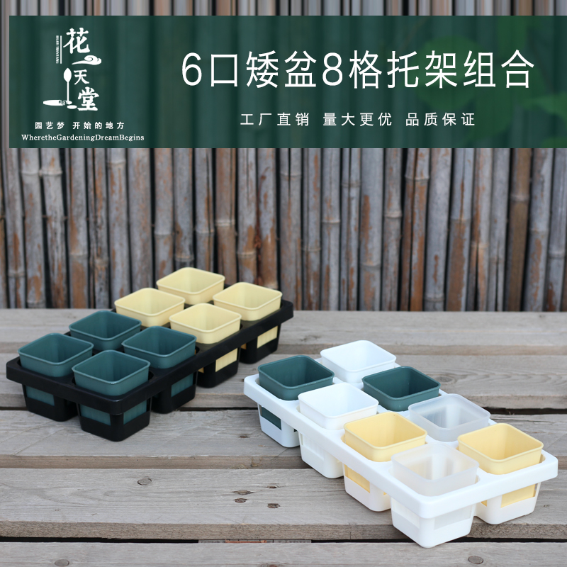 6cm多肉矮方盆控根8格托架图片