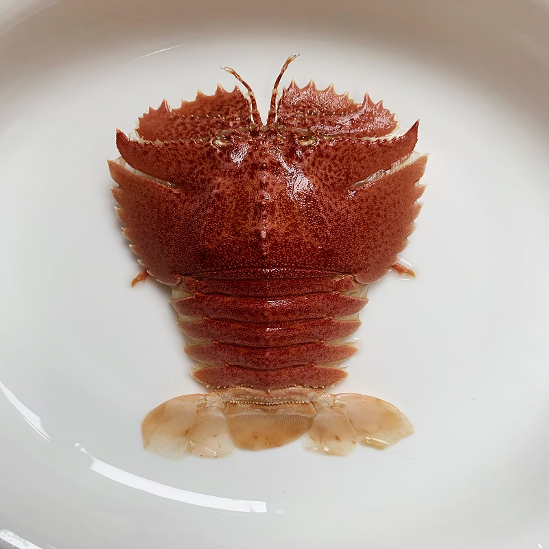 东海琵琶虾九齿扇虾海鲜3斤活发