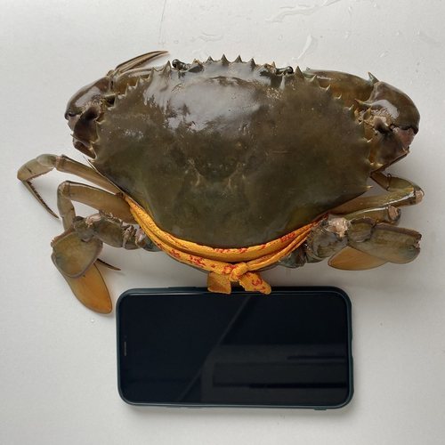 海鲜大号水产三门红膏蟹