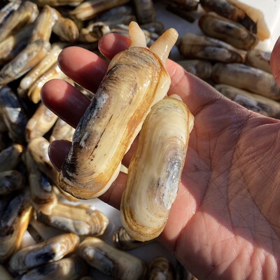 蛏子泥蛏新鲜鲜活三门小海鲜