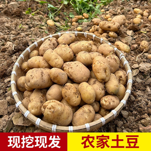 2026年黄心小土豆老品种小洋芋宁波象山特产农家土豆自留品种迷你