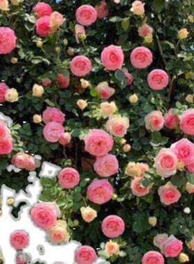 爬藤蔷薇花苗粉色龙沙宝石藤本月季大花浓香四季庭院爬墙植物粉龙