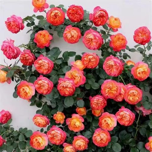 藤宝贝爬藤本月季花苗阳台