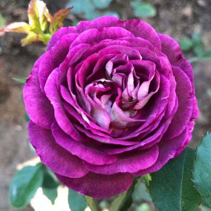 合唱团爬藤月季浓香型花苗庭院阳台盆栽花卉四季开花大花,鲜花速递/花卉仿真/绿植园艺,月季/蔷薇/玫瑰,淘宝优惠券,粉丝福利购,淘宝优惠卷