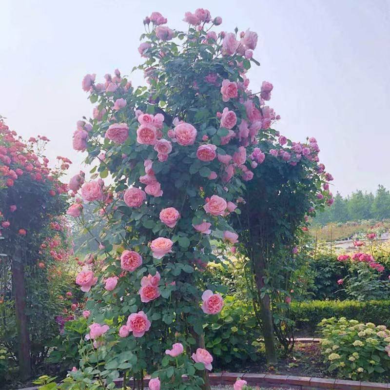新品，舍农索城堡的女人，大型爬藤月季蔷薇花，大花浓香，多季节,鲜花速递/花卉仿真/绿植园艺,月季/蔷薇/玫瑰,淘宝优惠券,粉丝福利购,淘宝优惠卷