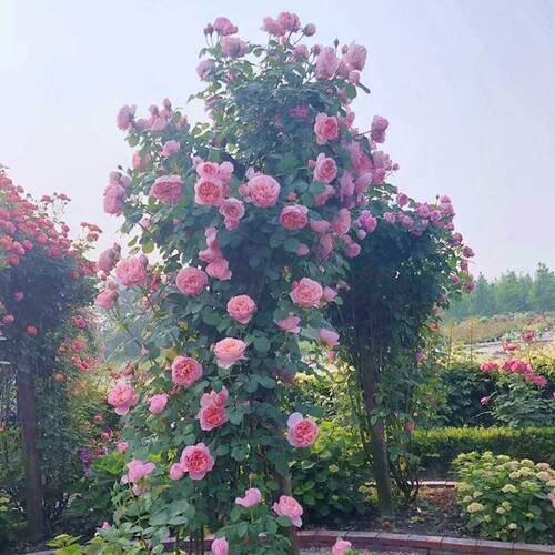 新品，舍农索城堡的女人，大型爬藤月季蔷薇花，大花浓香，多季节