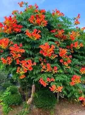 凌霄花爬藤植物超长花期抗寒耐旱庭院阳台南北方种遮阳中华凌霄