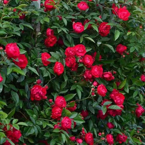 四季红木香欧月藤本月季花苗