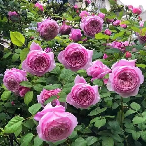 自由精神藤本月季花大苗阳台庭院四季开花卉特大花浓香奥斯汀玫瑰
