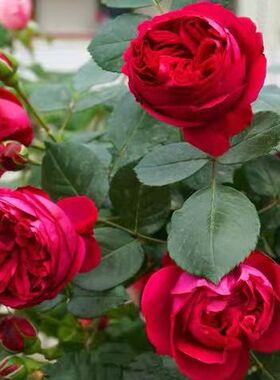 爬藤月季红色龙沙宝石，大花浓香，多季节开花