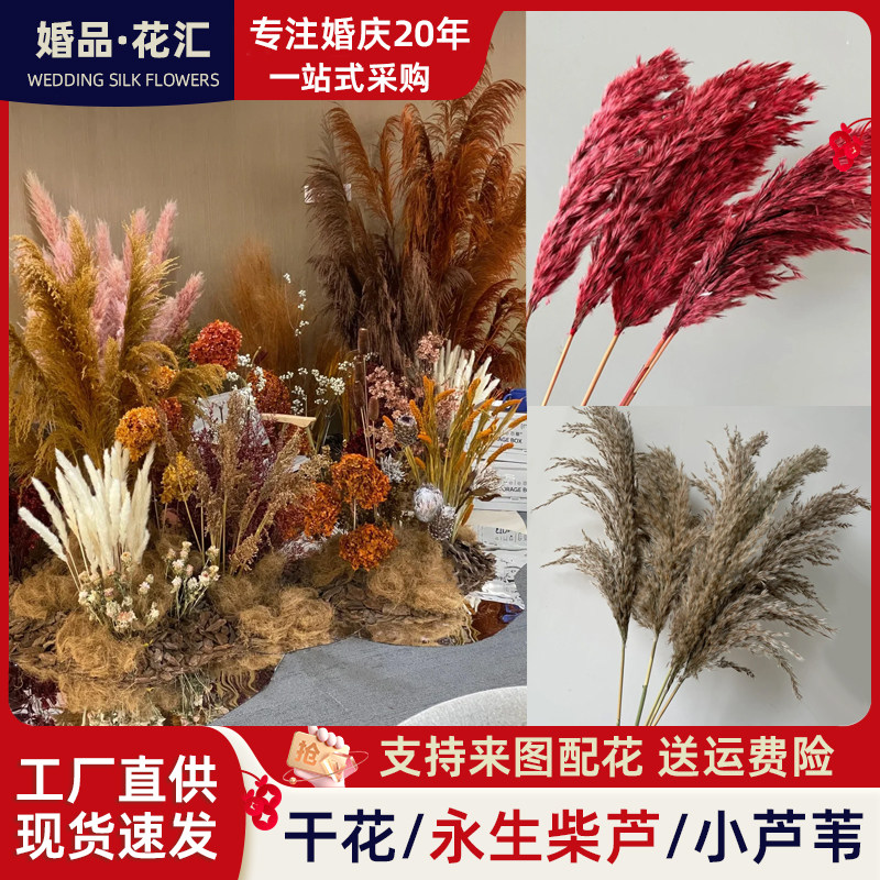 柴芦干花永生花家居装饰婚礼布置橱窗芦苇花束天然干花落地摆放