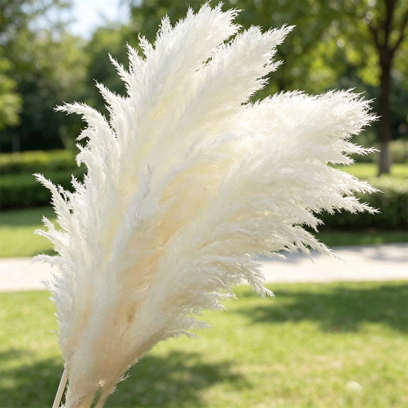 网红大蒲苇干花花束白色大芦苇永生花超大蓬松婚庆拍摄道具落地花