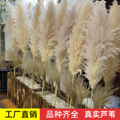 永生花粉色大芦苇干花蒲苇精品婚庆道具创意花艺材料背景摆件装 饰