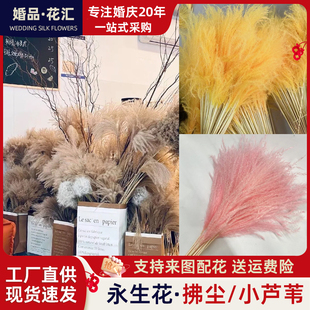 幻花干花拂尘花10支/束天然芦苇干花橱窗装饰摆件麦穗婚庆道具