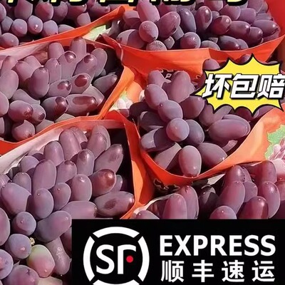 【顺丰包邮】正宗东北茉莉香葡萄无籽儿郁金香葡萄现摘现发孕妈级