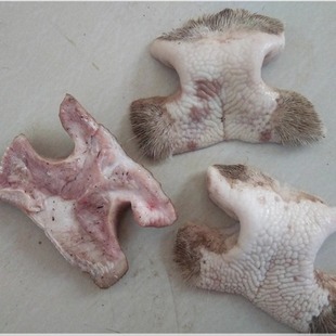 新鲜牛鼻子牛鼻尖哺乳期药引子通乳黄牛鼻尖催奶催乳炖草药