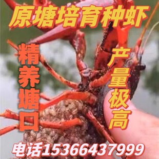 小龙虾苗种虾抱卵青虾活体虾淡水养殖龙虾苗优质苗种全部带籽种虾