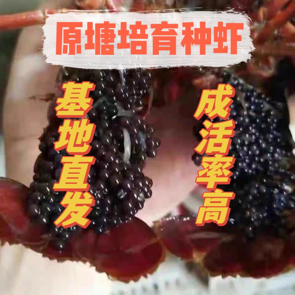 龙虾苗小龙虾苗龙虾苗种抱卵种虾小龙虾种苗淡水小龙虾种苗