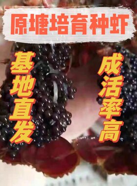 龙虾苗小龙虾苗龙虾苗种抱卵种虾小龙虾种苗淡水小龙虾种苗