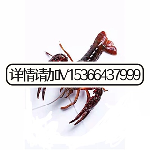 小龙虾苗种虾抱卵青虾活体虾淡水龙虾苗优质幼苗培育基地活虾