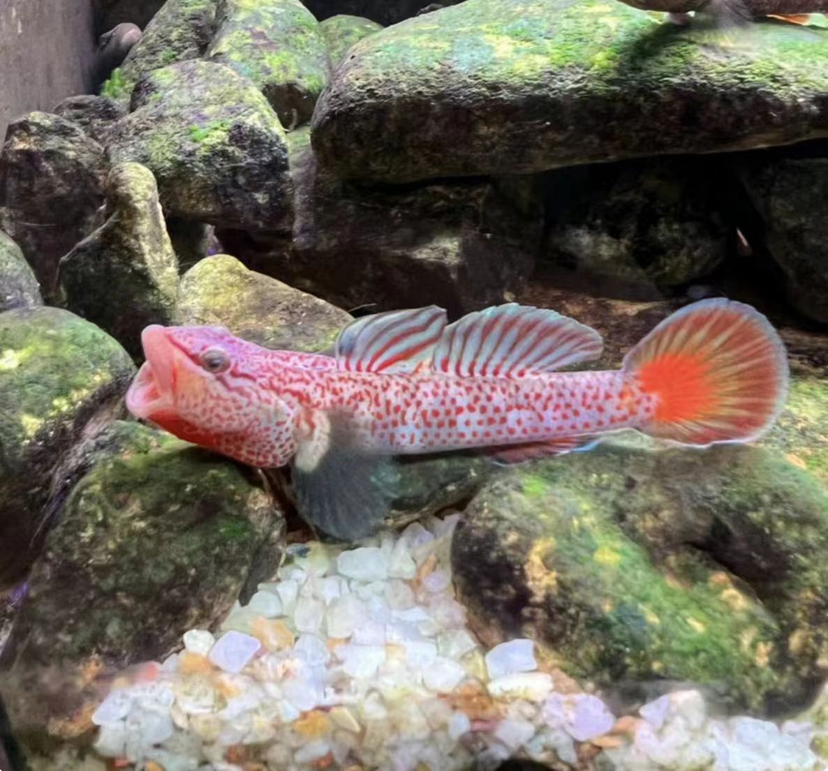 子陵虾虎红神农武义吻金边戴氏虾虎鱼原生低温淡水水族底层观赏鱼