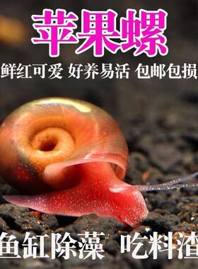 苹果螺除藻观赏螺鱼缸清残食洁净化水质狗头龟饲料吃粪工具螺淡水