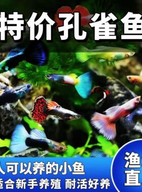 杂袍广州发货孔雀鱼胎生鱼