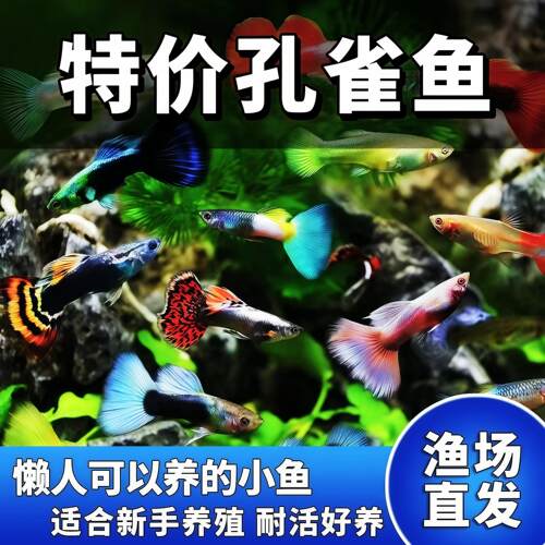 杂袍广州发货孔雀鱼胎生鱼