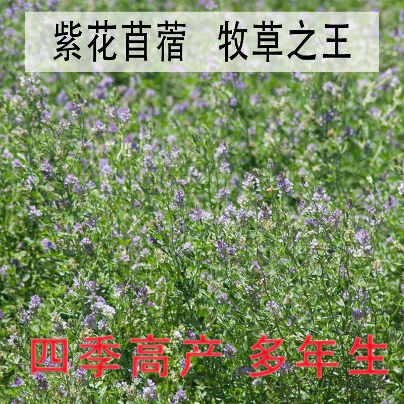冬隐紫花苜蓿种子多年生牧草