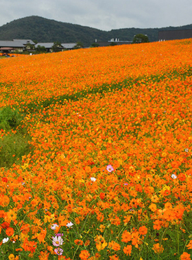 硫华菊种子黄色波斯菊花种籽子四季易种易活室外庭院景观绿化花卉