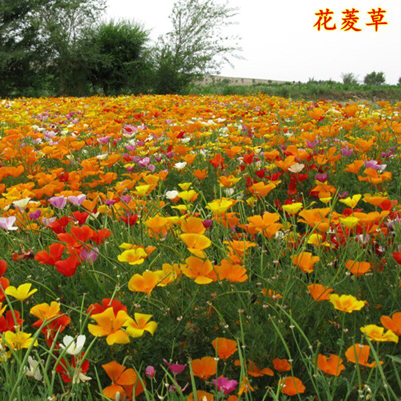 花菱草种子花种子园林景观绿化观花花卉种子公斤包邮种籽草花种子