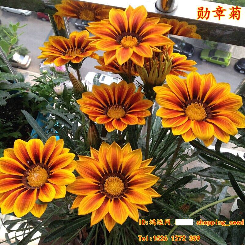 观花种子 勋章菊种子 阳台易种盆栽花卉 混色多年生  花种子 包邮